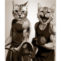 Шторка д/ванной 180*200см фотопринт с кольцами Gum cats