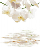 Шторка д/ванной 180*200см фотопринт с кольцами DX-130 Шторка д/ванной 180*200см фотопринт с кольцами DX-130